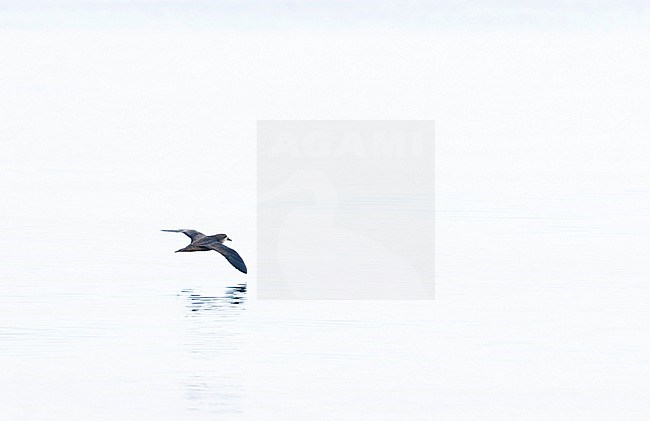 Grey-faced Petrel (Pterodroma gouldi) off the coast of California, USA. Extreme rare  vagrant from New Zealand. stock-image by Agami/Marc Guyt,