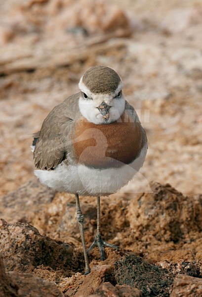 Kaspische Plevier volwassen staand; Caspian Plover adult perched stock-image by Agami/Markus Varesvuo,