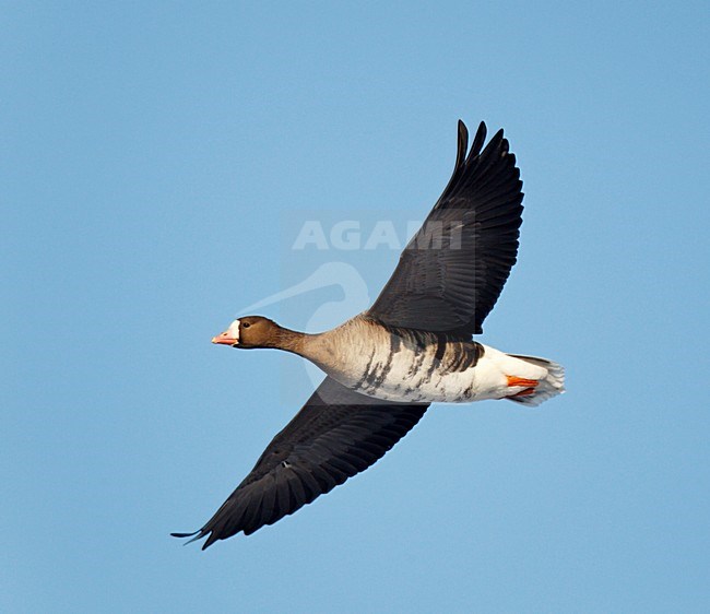 Vliegende, trekkende Kolgans tegen een blauwe lucht ; Flying, migrating White-fronted Goose against blue sky stock-image by Agami/Ran Schols,