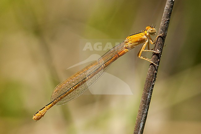 Vers vrouwtje Tengere grasjuffer, Immature female Ischnura pumilio stock-image by Agami/Wil Leurs,