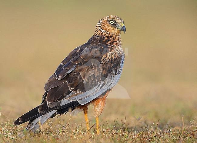 Wintering male Western Marsh Harrier (Circus aeruginosus) in India. stock-image by Agami/Clement Francis,