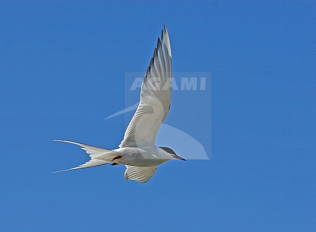 Adult Arctic Tern (Sterna paradise) in flight against a blue sky on Svalbard, Arctic Norway. stock-image by Agami/Pete Morris,