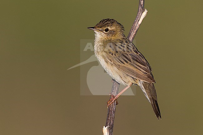 Sprinkhaanzanger; Grasshopper Warbler; Locustella naevia straminea stock-image by Agami/Daniele Occhiato,