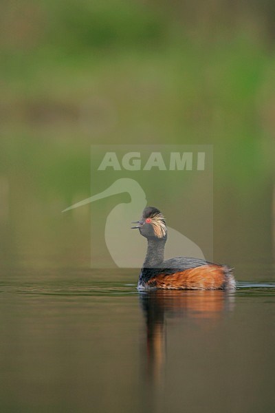 Geoorde Fuut in zomerkleed roepend; Black-necked Grebe in summerplumage calling stock-image by Agami/Menno van Duijn,