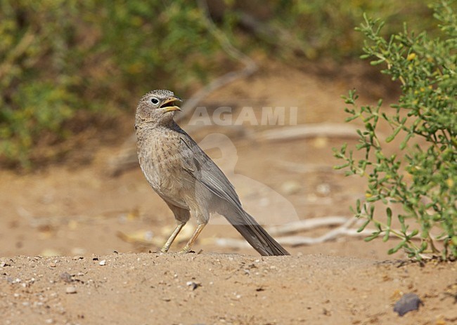 Arabische Babbelaar in zit; Arabian Babbler perched stock-image by Agami/Markus Varesvuo,