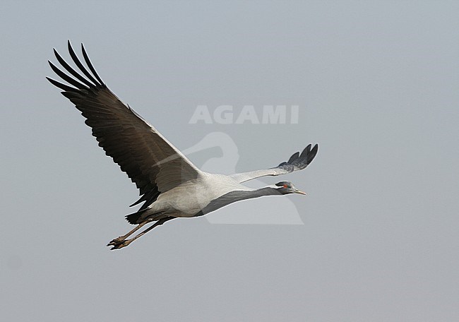 Jufferkraanvogel in vlucht; Demoiselle Crane (Anthropoides virgo) in flight stock-image by Agami/James Eaton,