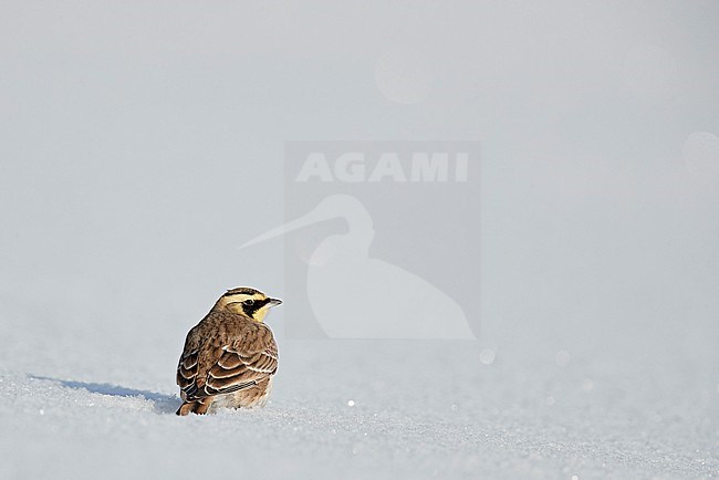 Shore Lark (Eremophila alpestris) Vantaa Finland February 2018 stock-image by Agami/Markus Varesvuo,