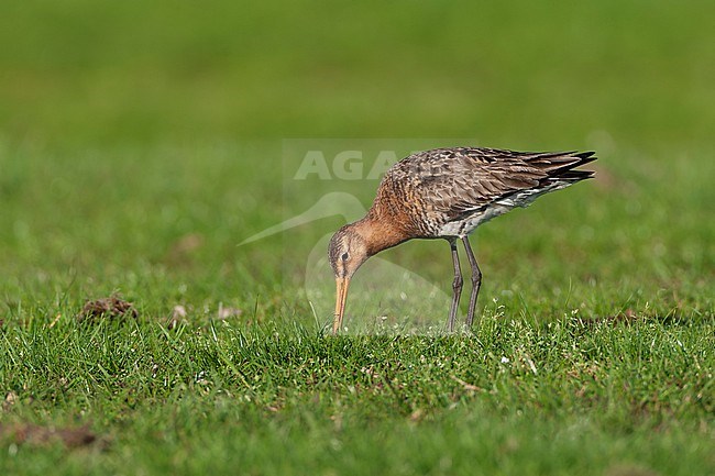 Black-tailed Godwit (Limosa limosa) in the Netherlands. stock-image by Agami/Marc Guyt,