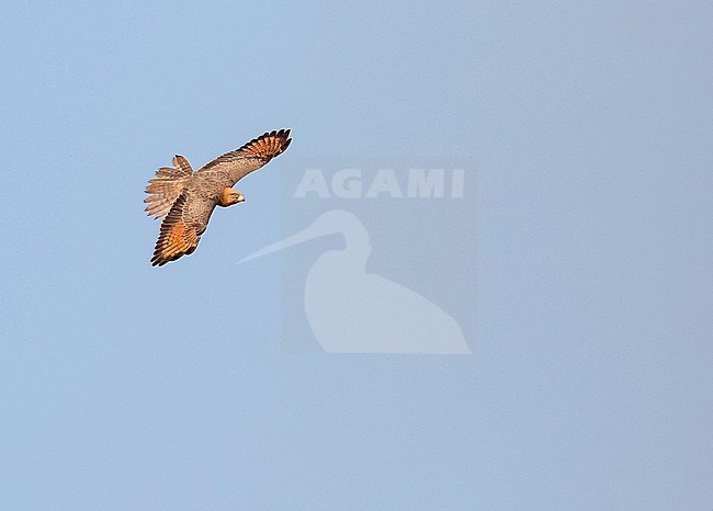 Grasshopper Buzzard (Butastur rufipennis) in Ghana. stock-image by Agami/Pete Morris,