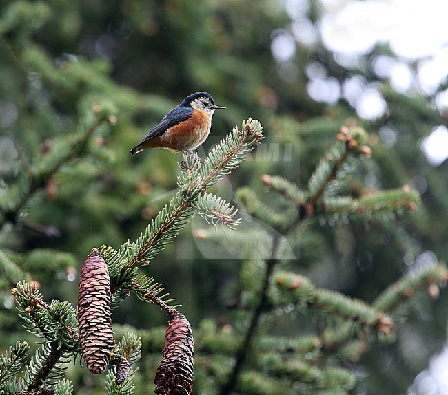 Adult Przevalski's Nutchatch (Sitta przewalskii) sitting on a pine tree branch in forest on edge of the Tibetan plateau in Sichuan, China. stock-image by Agami/James Eaton,