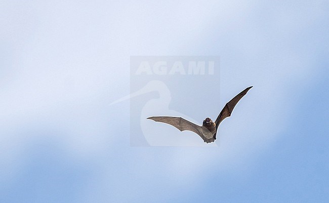 Azores noctule (Nyctalus azoreum) on the Azores, Portugal. stock-image by Agami/Pete Morris,