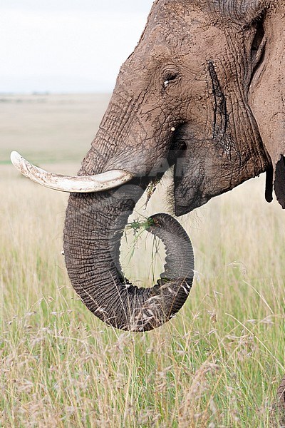 African elephant (Loxodonta africana) foraging stock-image by Agami/Caroline Piek,