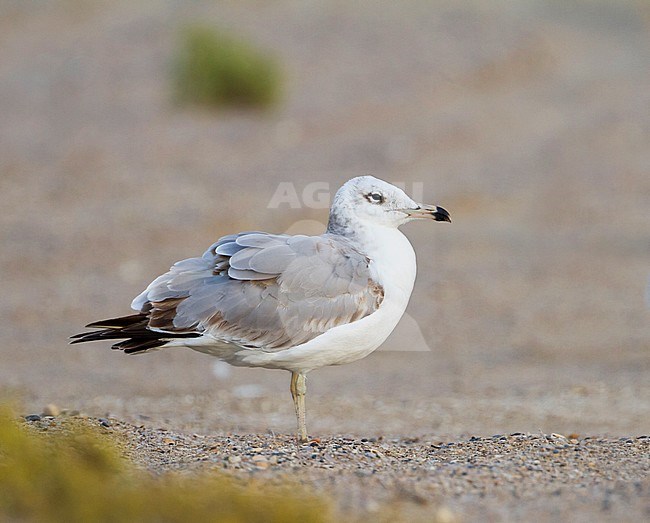 Reuzenzwartkopmeeuw, Pallas's Gull Ichthyaetus ichthyaetus, Oman, 1st W stock-image by Agami/Ralph Martin,