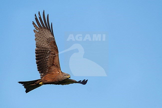 (Western) Black Kite - Schwarzmilan - Milvus migrans ssp. migrans, Germany, adult in flight stock-image by Agami/Ralph Martin,