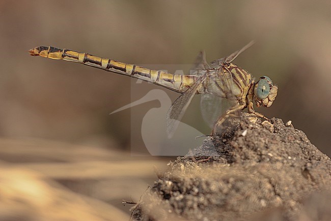 Vrouwtje Gestreepte haaklibe,  Female Lined Hooktail stock-image by Agami/Paul Schrijvershof,