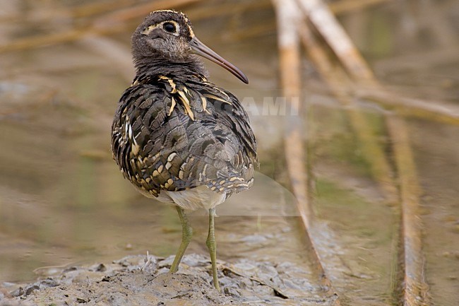 Male Goudsnip; Mannetje Greater Painted Snipe stock-image by Agami/Daniele Occhiato,