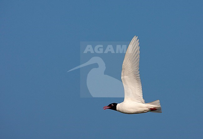 Adult Mediterranean Gull (Ichthyaetus melanocephalus) in breeding plumage north of Amsterdam in the Netherlands. Calling during flight near colony. stock-image by Agami/Marc Guyt,