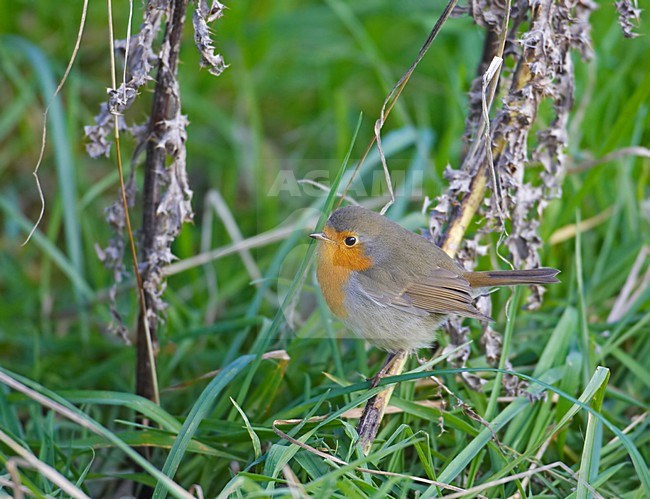 European Robin perched on a branch; Roodborst zittend op een tak stock-image by Agami/Markus Varesvuo,