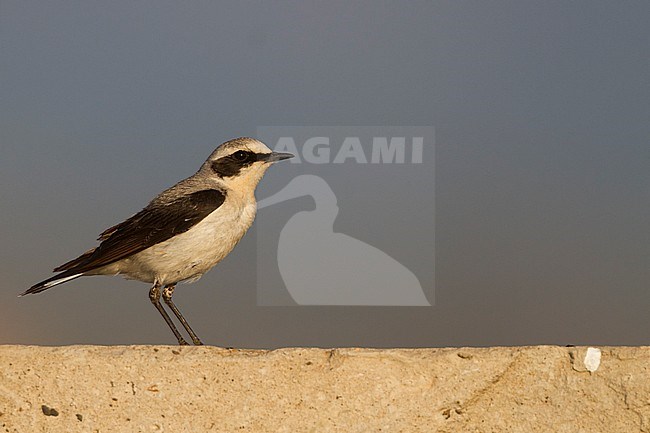 Northern Wheatear - Steinschmätzer - Oenanthe oenanthe ssp. oenanthe, Kazakhstan, adult male stock-image by Agami/Ralph Martin,