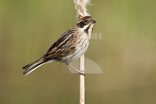 Vrouwtje Rietgors op lisdodde stengel Nederland, Common Reed Bunting on cattail stalk Netherlands stock-image by Agami/Wil Leurs,