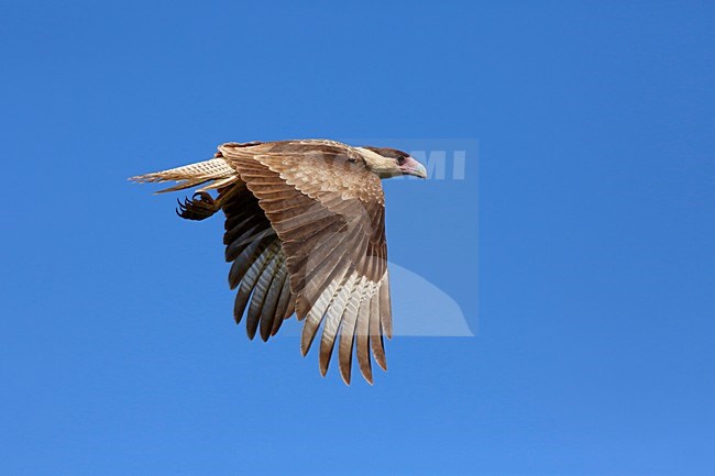 vliegende kuifcaracara; flying Crested Caracara stock-image by Agami/Chris van Rijswijk,