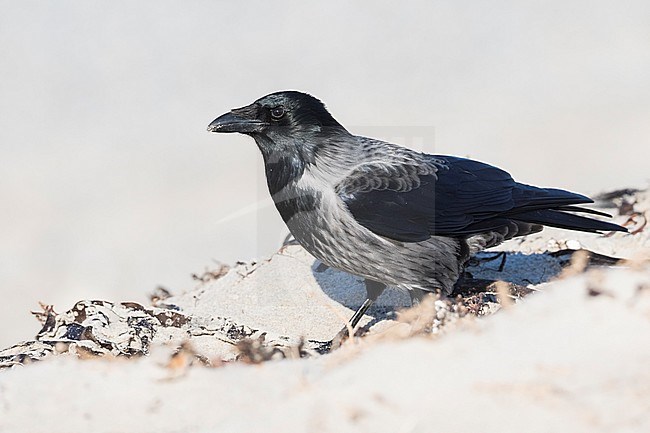 Hybrid Hooded Crow x Carrion Crow (Corvus cornix x Corvus corone) standing on a beach in Germany. stock-image by Agami/Ralph Martin,
