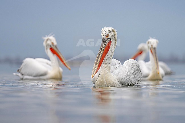 Dalmatian Pelican (Pelecanus crispus) in breeding plumage sitting on the water of lake Kerkini in Greece. stock-image by Agami/Marcel Burkhardt,