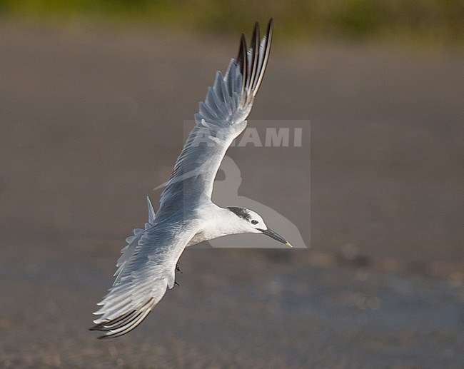 Adult Cabot's Tern (Sterna acuflavidus) in late autumn on beach in Texas, USA. stock-image by Agami/Ian Davies,