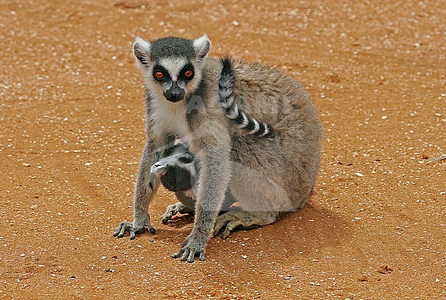 Ring-tailed lemur (Lemur catta), also known as Ring-tailed Maki, in its natural habitat on Madagascar. Standing on the ground. stock-image by Agami/Pete Morris,