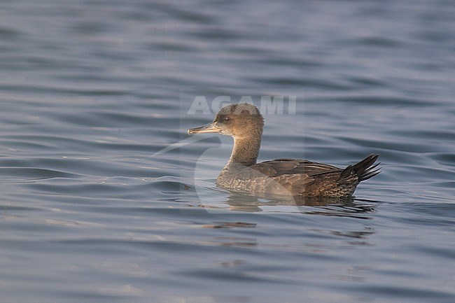 Hooded Merganser (Lophodytes cucullatus) swimming on a pond in Victoria, BC, Canada. stock-image by Agami/Glenn Bartley,