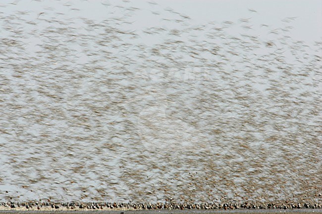 Steltlopers vliegend bij hoogwatervluchtplaats; Waders flying with high tide stock-image by Agami/Menno van Duijn,