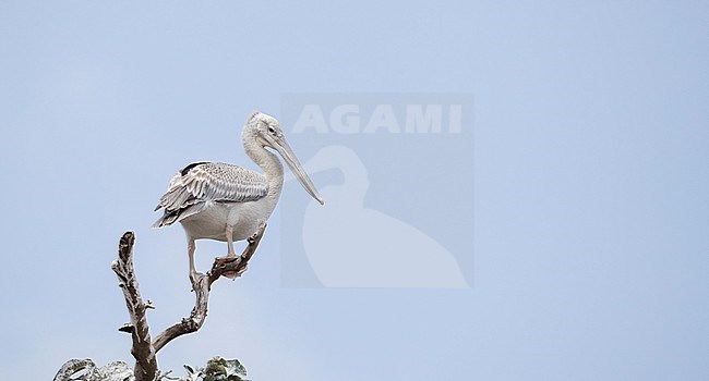 Immature Pink-backed Pelican (Pelecanus rufescens) perched in a tree in Uganda. Looking over it’s shoulder. stock-image by Agami/Ian Davies,
