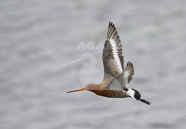 Grutto in de vlucht; Black-tailed Godwit in flight stock-image by Agami/Markus Varesvuo,