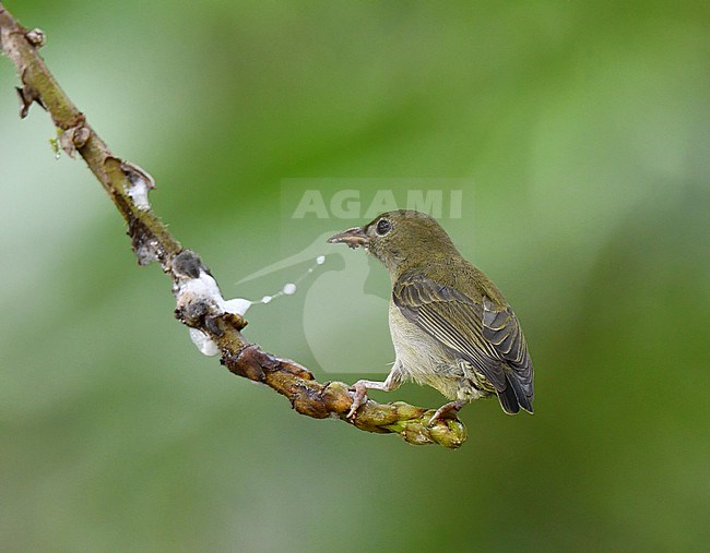 Bicolored Flowerpecker (Dicaeum bicolor) in the Philippines. Infanta road, Luzon. stock-image by Agami/Laurens Steijn,