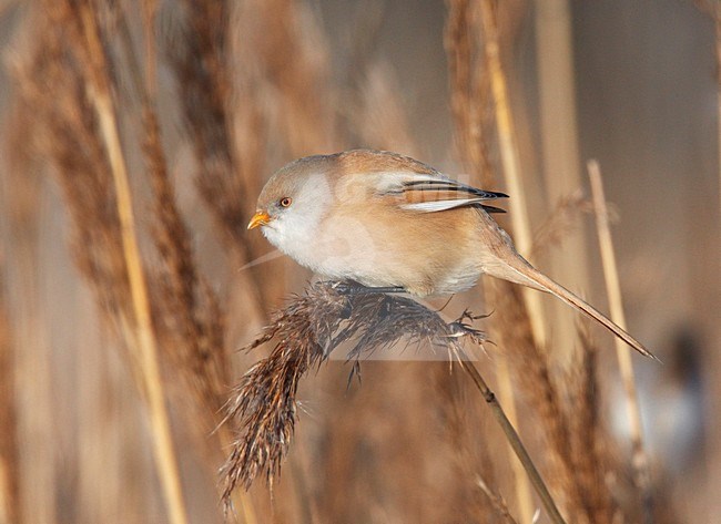 Baardman vrouwtje in riet; Bearded Reedling female in reed stock-image by Agami/Markus Varesvuo,