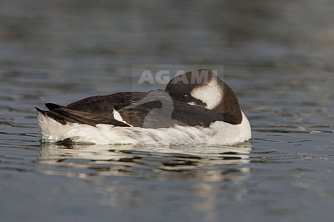 First-winter Common Guillemot (Uria aalge) swimming in the harbour of Wadden Isle Terschelling, Netherlands stock-image by Agami/Arie Ouwerkerk,