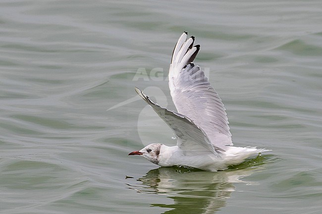 Common Black-headed Gull (Croicocephalus ridibundus) along the Mediterranean coast of southern France. Adult moulting to winter plumage. stock-image by Agami/Arnold Meijer,