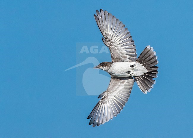 Immature Eastern Kingbird, hunting fly over meadow in Cape May, New Jersey, USA. August 2016. stock-image by Agami/Vincent Legrand,