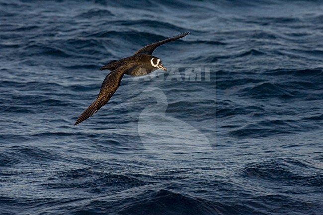 Spectacled Petrel adult flying near Tristan da Cunha stock-image by Agami/Marc Guyt,