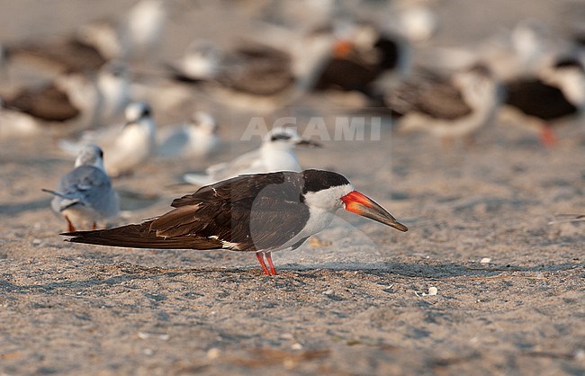 Black Skimmer (Rynchops niger), adult resting at beach in Cape May, New Jersey, USA stock-image by Agami/Helge Sorensen,