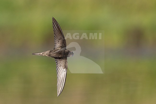 Adult Common Swift (Apus apus) in flight over green lake at Rudersdal, Denmark stock-image by Agami/Helge Sorensen,