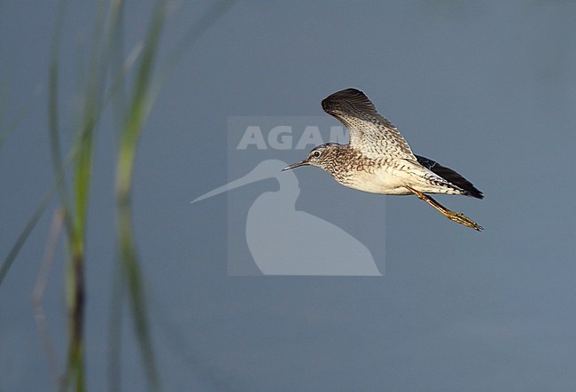 First-winter Wood Sandpiper (Tringa glareola) in flight at Vestamager, Denmark. stock-image by Agami/Helge Sorensen,