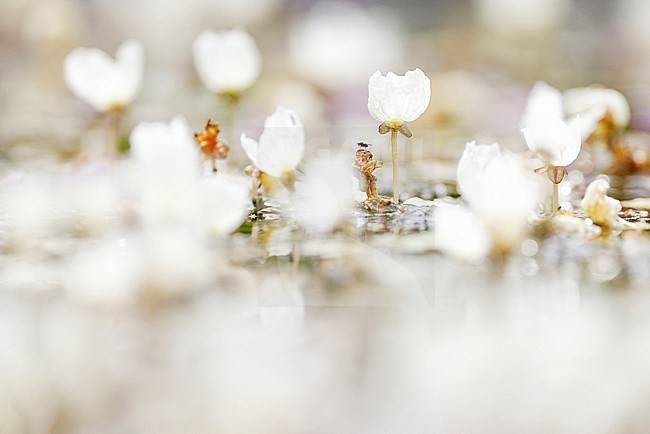 flowers Canadian Pondweed stock-image by Agami/Chris van Rijswijk,