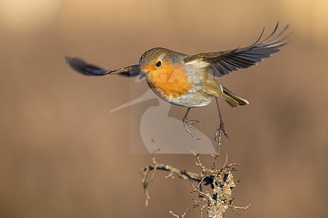 Roodborst; European Robin stock-image by Agami/Daniele Occhiato,