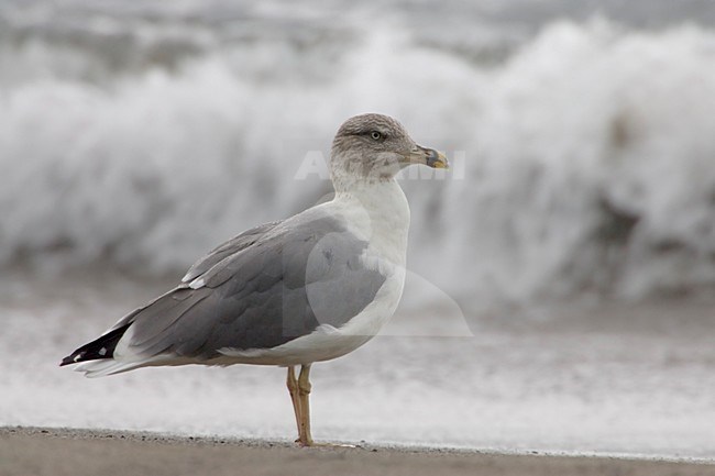 Volwassen Atlantische Geelpootmeeuw op het strand; Adult Atlantic Yellow-legged Gull standing on the beach stock-image by Agami/Daniele Occhiato,