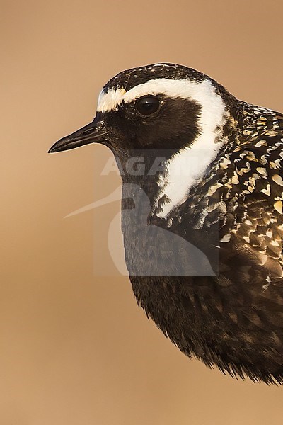 American Golden Plover (Pluvialis dominica) on the arctic tundra near Barrow in northern Alaska, United States. Adult male in breeding plumage. stock-image by Agami/Dubi Shapiro,