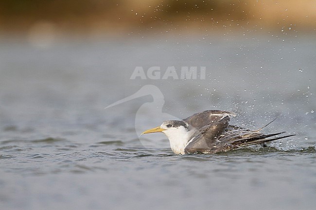 Greater Crested Tern - Eilseeschwalbe - Thalasseus bergii velox, Oman, adult stock-image by Agami/Ralph Martin,