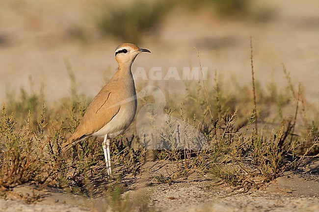 Cream-coloured Courser - Rennvogel - Cursorius cursor ssp. cursor, Morocco, adult stock-image by Agami/Ralph Martin,