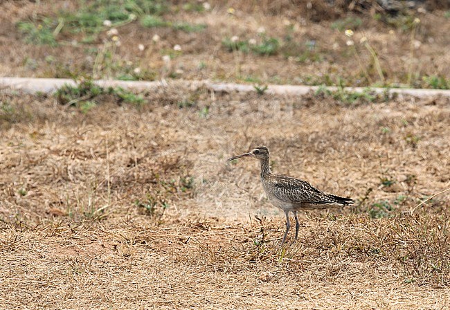 Little Curlew (Numenius minutus) resting on Tanimbar, Indonesia, during autumn migration. stock-image by Agami/James Eaton,