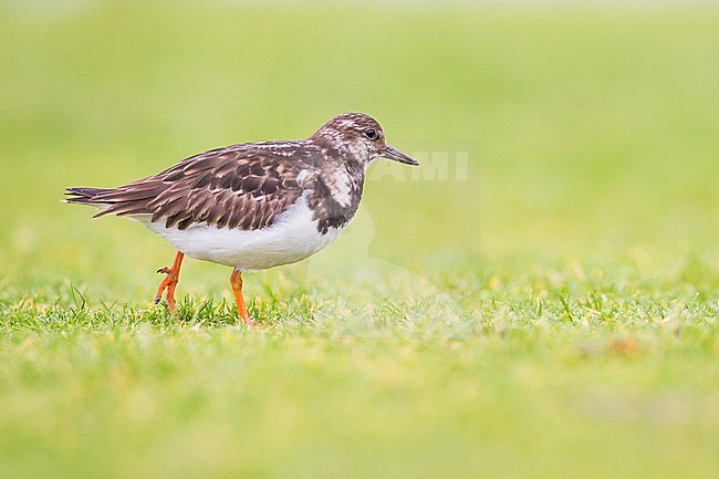 Ruddy Turnstone, Arenaria interpres first winter bird foraging on grass for worms low angle wader seen from the side stock-image by Agami/Menno van Duijn,
